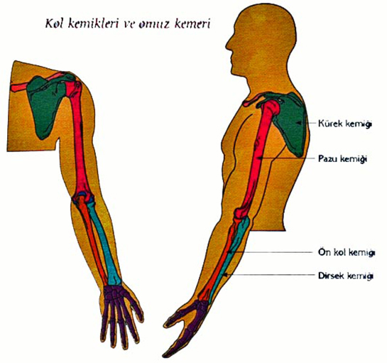 Kol Kemikleri